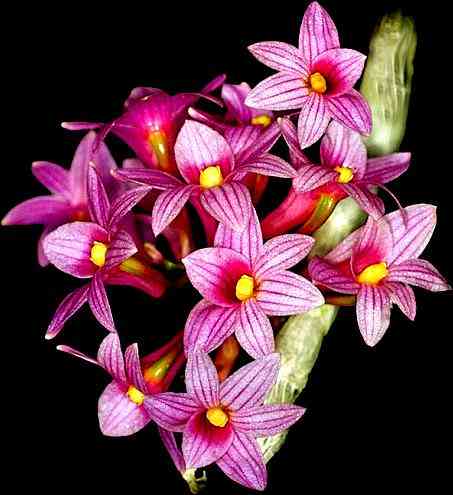 Dendrobium miyakei